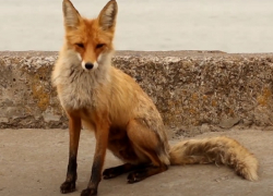 Что нашли рыжие лисицы в Волгодонске