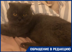 Свора бездомных собак загрызла домашнего кота в частном секторе Волгодонска