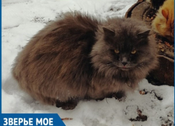 Около пяти месяцев брошенный хозяевами исхудавший кот пытается выжить в Волгодонске