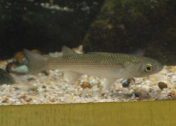 В Цимлянское водохранилище могут выпустить поедающую биологические отходы рыбку
