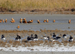 Урочище «Гусиная падь» на Цимлянском водохранилище стало пересадочной станцией для перелетных птиц 
