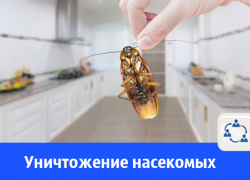 Уничтожение тараканов, блох, клопов в Волгодонске