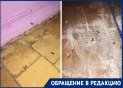 «Сил больше нет терпеть»: о нашествии тараканов и блох рассказали жители Волгодонска 