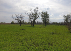 Озелененность Волгодонска повысят за счет неучтенных посадок