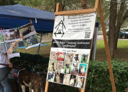 Акция в помощь животным пройдет в Волгодонске