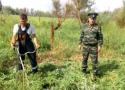 60 кустов дикорастущей конопли было уничтожено в Волгодонске 