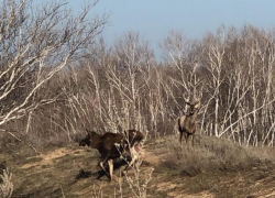 Уникальное видео подружившихся оленя и лосихи сделали под Цимлянском