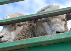60 нелегальных овец из Дубовского района задержали на въезде в Зимовники