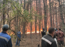 Лесной пожар под Цимлянском возник после столкновения угнанной легковушки с корягой 