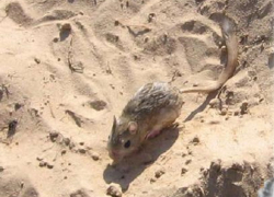 Хвостатый тушканчик емуранчик предпочитает жить в Цимлянских песках