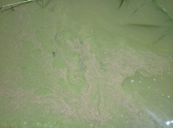 Лета толком не было,а вода уже цветет