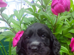 Щенки ищут семью