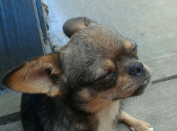 Кто потерял метиса чихуа?