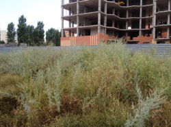 Может увидят наши власти