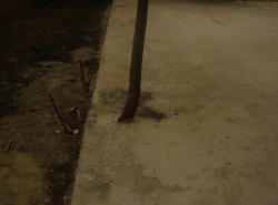 Спилить? Нельзя.... А залить бетоном? Можно!