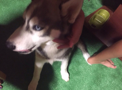 Пропал щенок хаски!