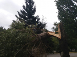 Дерево чуть не зашибло прохожих!