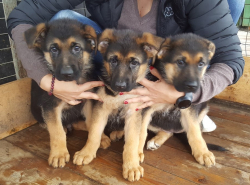 Три собаки-улыбаки ищут хозяина!