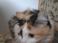 Пропала кошечка, ПОМОГИТЕ НАЙТИ!!!