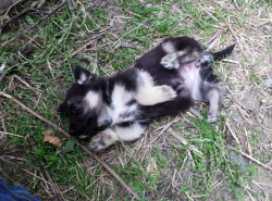 Очень нужен дом!