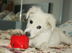 Щенок ищет дом