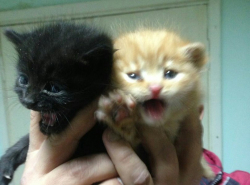 Ми-ми-мишные котятки очень ищут дом!