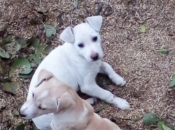 Щенки в поисках дома