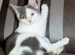 Сема ищет дом!