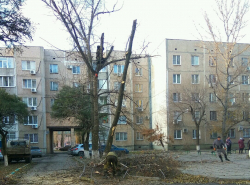 Почему обрезку деревьев надо проводить в воскресенье?