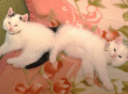 Василек и Тимоша в поисках дома ! 