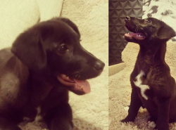 Очаровательный пес ищет своего человека!