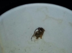 Таракан в кофе от кафе на 30-нике