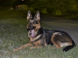 Помогите найти собаку!