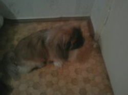 Найден песик породы пекинес