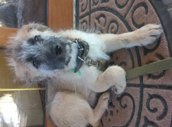 Найден щенок! 