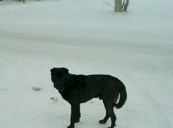 Хозяева отзовитесь!