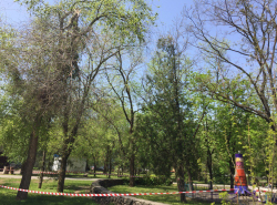 Опасное дерево возле аттракционов 