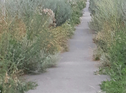 Джунгли в Романовской