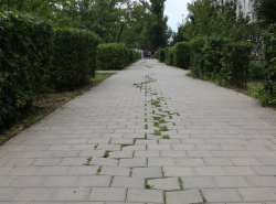 Леший прошел по пр.Строителей