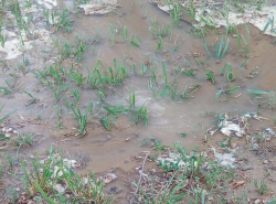 Вчера неподалёку от пицирии