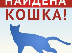 Найдена кошка