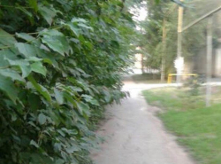 Заросший пешеходный переход