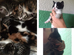 Котята ищут дом!