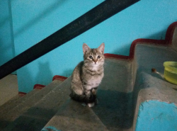 Приютите котенка
