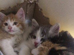 КОТЯТАМ НУЖЕН ДОМ ИЛИ ПЕРЕДЕРЖКА!