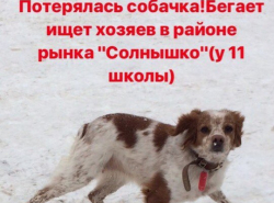 Чья собака?