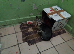 Кто потерял собачку