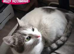 КОШЕЧКЕ ОЧЕНЬ НУЖЕН ДОМ!