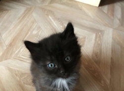 Котята ищут дом 