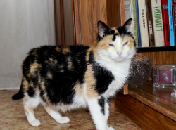 ПРОПАЛА КОШКА! 